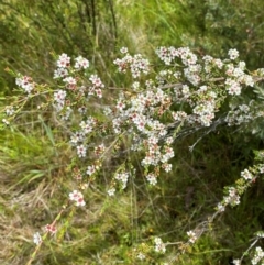 Baeckea utilis at Tidbinbilla Nature Reserve - 26 Dec 2023