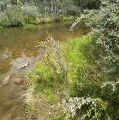 Baeckea utilis at Tidbinbilla Nature Reserve - 26 Dec 2023 11:58 AM