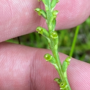 Microtis parviflora at Tidbinbilla Nature Reserve - 26 Dec 2023