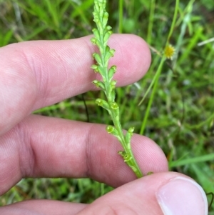 Microtis parviflora at Tidbinbilla Nature Reserve - 26 Dec 2023