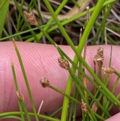 Eleocharis pusilla at Tidbinbilla Nature Reserve - 26 Dec 2023