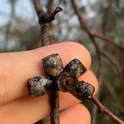 Eucalyptus nortonii (Mealy Bundy) at Red Hill Nature Reserve - 25 Dec 2023 by Tapirlord