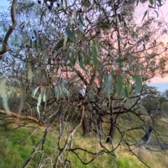 Eucalyptus nortonii at Red Hill Nature Reserve - 25 Dec 2023