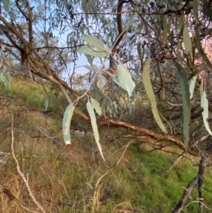 Eucalyptus nortonii at Red Hill Nature Reserve - 25 Dec 2023