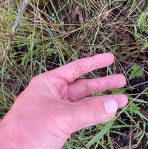 Panicum effusum at Red Hill Nature Reserve - 25 Dec 2023 07:44 PM