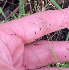 Panicum effusum at Red Hill Nature Reserve - 25 Dec 2023