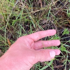 Panicum effusum at Red Hill Nature Reserve - 25 Dec 2023