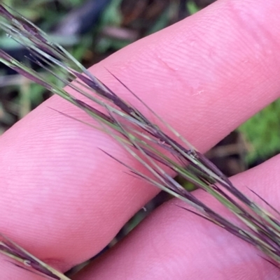 Aristida ramosa (Purple Wire Grass) at Garran, ACT - 25 Dec 2023 by Tapirlord