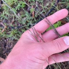 Aristida ramosa at Garran, ACT - 25 Dec 2023