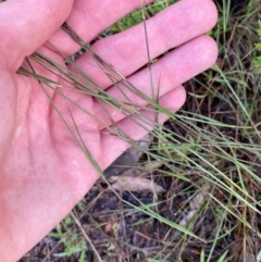 Aristida ramosa at Garran, ACT - 25 Dec 2023