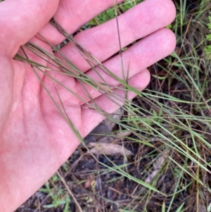 Aristida ramosa at Garran, ACT - 25 Dec 2023