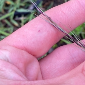 Aristida ramosa at Garran, ACT - 25 Dec 2023