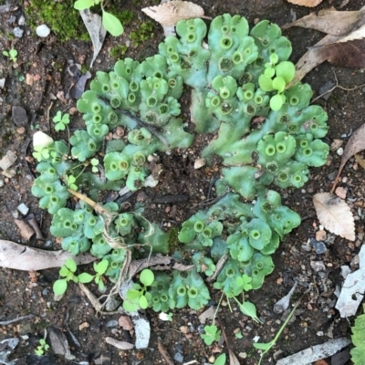 Marchantia polymorpha (Common liverwort) at Hughes, ACT - 5 Feb 2024 by ruthkerruish