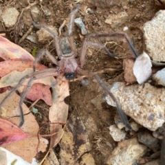 Delena cancerides (Social huntsman spider) at Watson, ACT - 4 Feb 2024 by waltraud