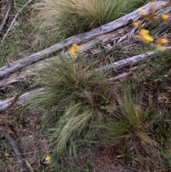 Nassella trichotoma (Serrated Tussock) at The Fair, Watson - 31 Jan 2024 by waltraud