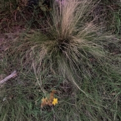 Nassella trichotoma at Mount Majura - 31 Jan 2024