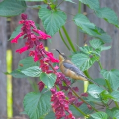 Acanthorhynchus tenuirostris (Eastern Spinebill) at Jamberoo, NSW - 4 Feb 2024 by plants