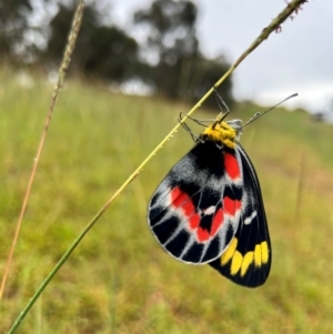 Delias harpalyce at Casey, ACT - 5 Feb 2024