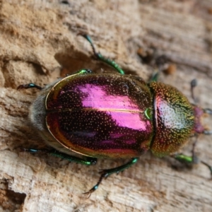 Lamprima aurata at Curtin, ACT - 5 Feb 2024