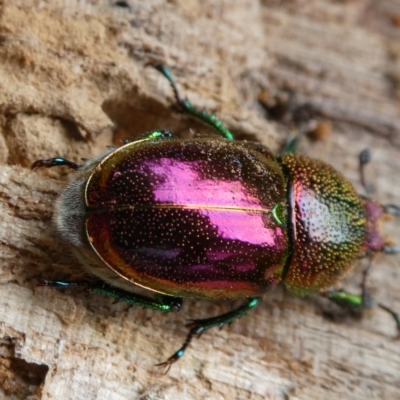 Lamprima aurata (Golden stag beetle) at Curtin, ACT - 5 Feb 2024 by arjay