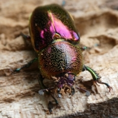 Lamprima aurata at Curtin, ACT - suppressed