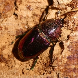 Lamprima aurata at Curtin, ACT - 5 Feb 2024