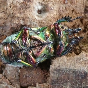 Lamprima aurata at Curtin, ACT - suppressed