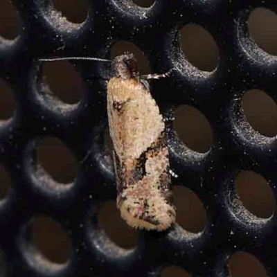 Merophyas therina (a Tortrix Moth) at Turner, ACT - 3 Feb 2024 by ConBoekel