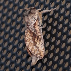 Elhamma australasiae (A Swift or Ghost moth (Hepialidae)) at Turner, ACT - 3 Feb 2024 by ConBoekel