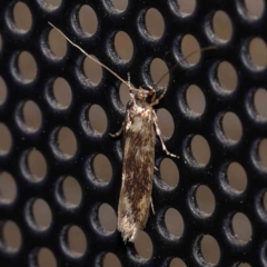 Opogona omoscopa (Detritus Moth) at Turner, ACT - 3 Feb 2024 by ConBoekel