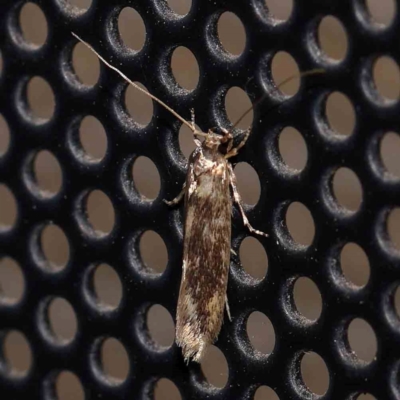 Opogona omoscopa (Detritus Moth) at Turner, ACT - 3 Feb 2024 by ConBoekel