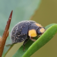 Apolinus lividigaster (Yellow Shouldered Ladybird) at Hughes, ACT - 5 Feb 2024 by LisaH