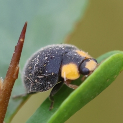 Apolinus lividigaster (Yellow Shouldered Ladybird) at Hughes, ACT - 5 Feb 2024 by LisaH