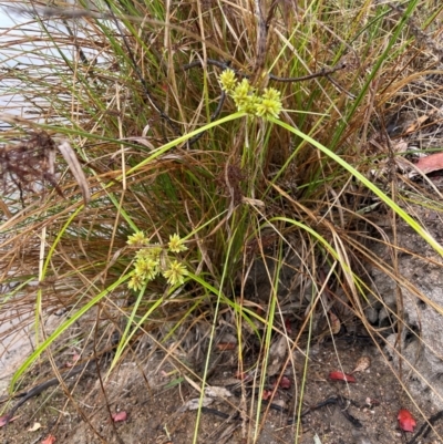 Cyperus eragrostis (Umbrella Sedge) at Cooleman Ridge - 5 Feb 2024 by BenHarvey
