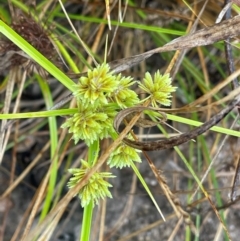 Cyperus eragrostis at Cooleman Ridge - 5 Feb 2024