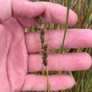 Carex appressa at Cooleman Ridge - 5 Feb 2024