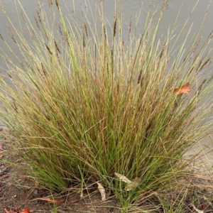 Carex appressa at Cooleman Ridge - 5 Feb 2024