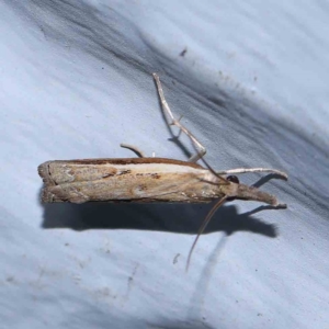 Ptochostola microphaeellus at Turner, ACT - 1 Feb 2024 09:59 PM