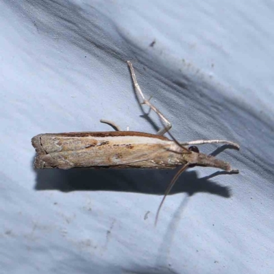 Ptochostola microphaeellus (A Crambid moth) at Turner, ACT - 1 Feb 2024 by ConBoekel