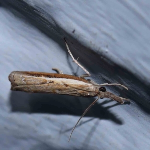 Ptochostola microphaeellus at Turner, ACT - 1 Feb 2024