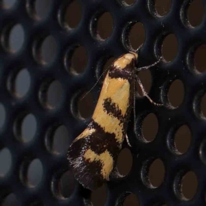 Olbonoma triptycha at Turner, ACT - 1 Feb 2024 09:47 PM