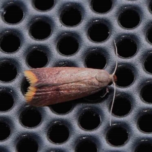 Hemibela callista at Turner, ACT - 31 Jan 2024 09:20 PM