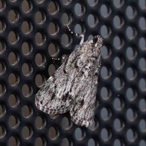 Spectrotrota fimbrialis at Turner, ACT - 1 Feb 2024 09:45 PM