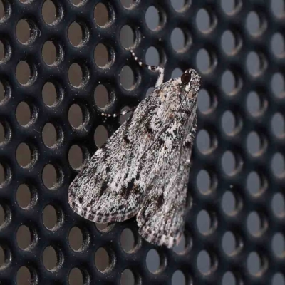 Spectrotrota fimbrialis (A Pyralid moth) at Turner, ACT - 1 Feb 2024 by ConBoekel