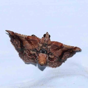 Scenedra decoratalis at Turner, ACT - 2 Feb 2024