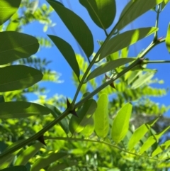 Robinia pseudoacacia (Black Locust) at Macquarie, ACT - 7 Feb 2024 by Artemis