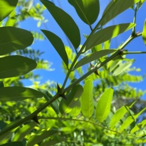 Robinia pseudoacacia at Macquarie, ACT - 7 Feb 2024