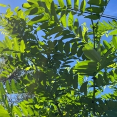 Robinia pseudoacacia at Macquarie, ACT - 7 Feb 2024 10:32 AM