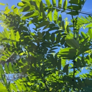 Robinia pseudoacacia at Macquarie, ACT - 7 Feb 2024