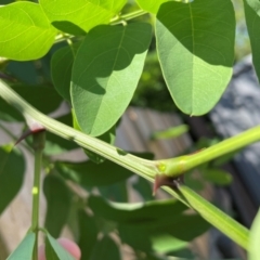 Robinia pseudoacacia at Macquarie, ACT - 7 Feb 2024